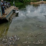 Los peces en el río